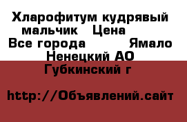 Хларофитум кудрявый мальчик › Цена ­ 30 - Все города  »    . Ямало-Ненецкий АО,Губкинский г.